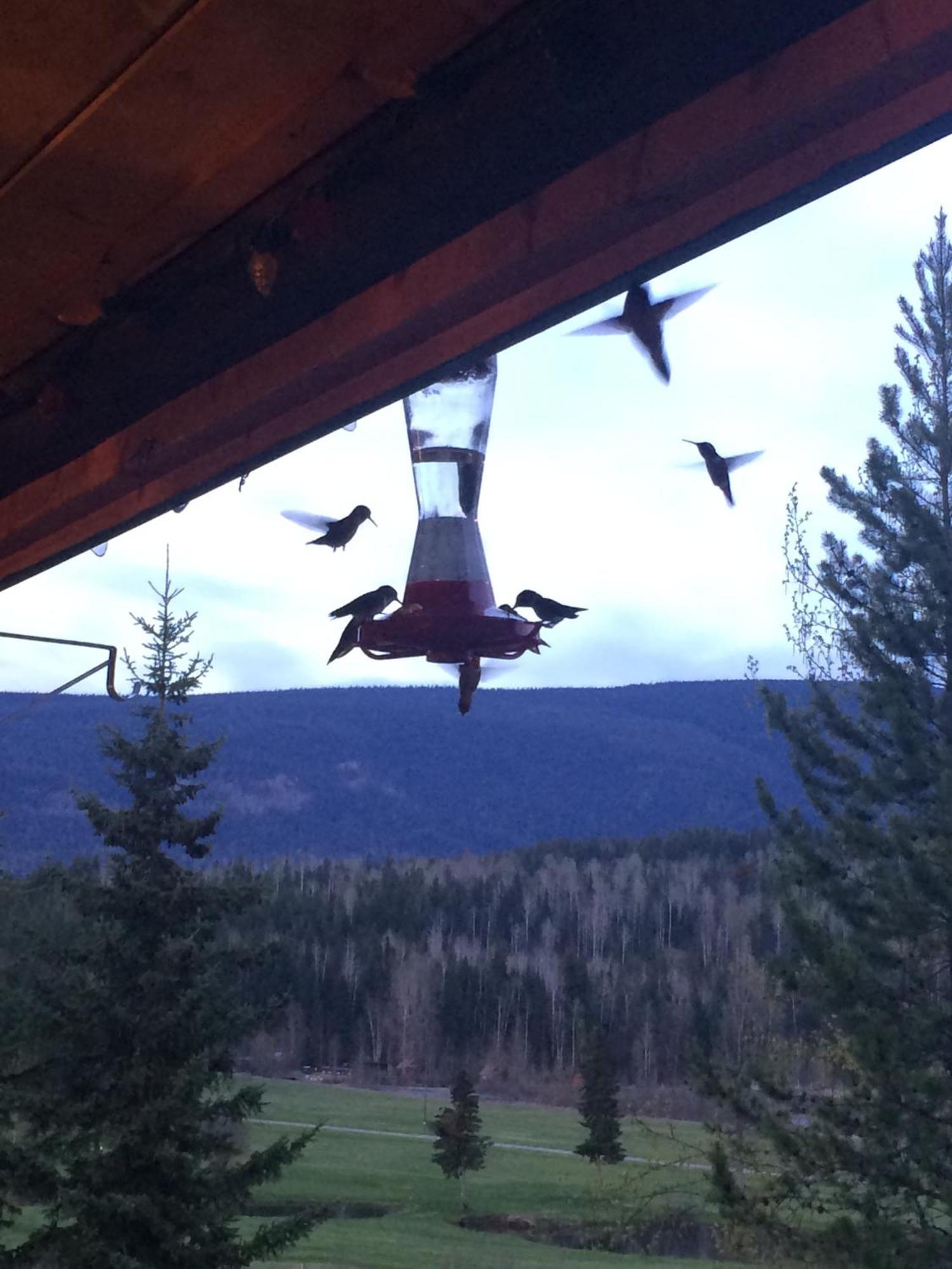 Helmcken Falls Lodge Cabin Rooms And Rv Park كليرووتر المظهر الخارجي الصورة